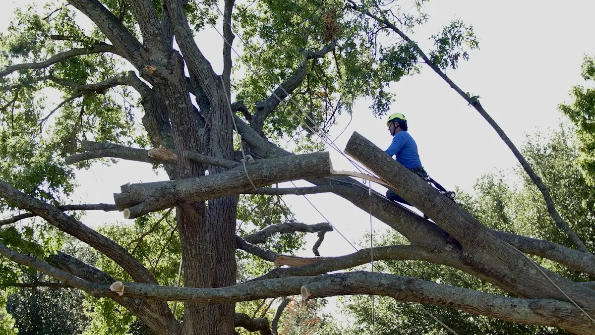 Professional Crown Thinning performed by certified arborists in North Freedom