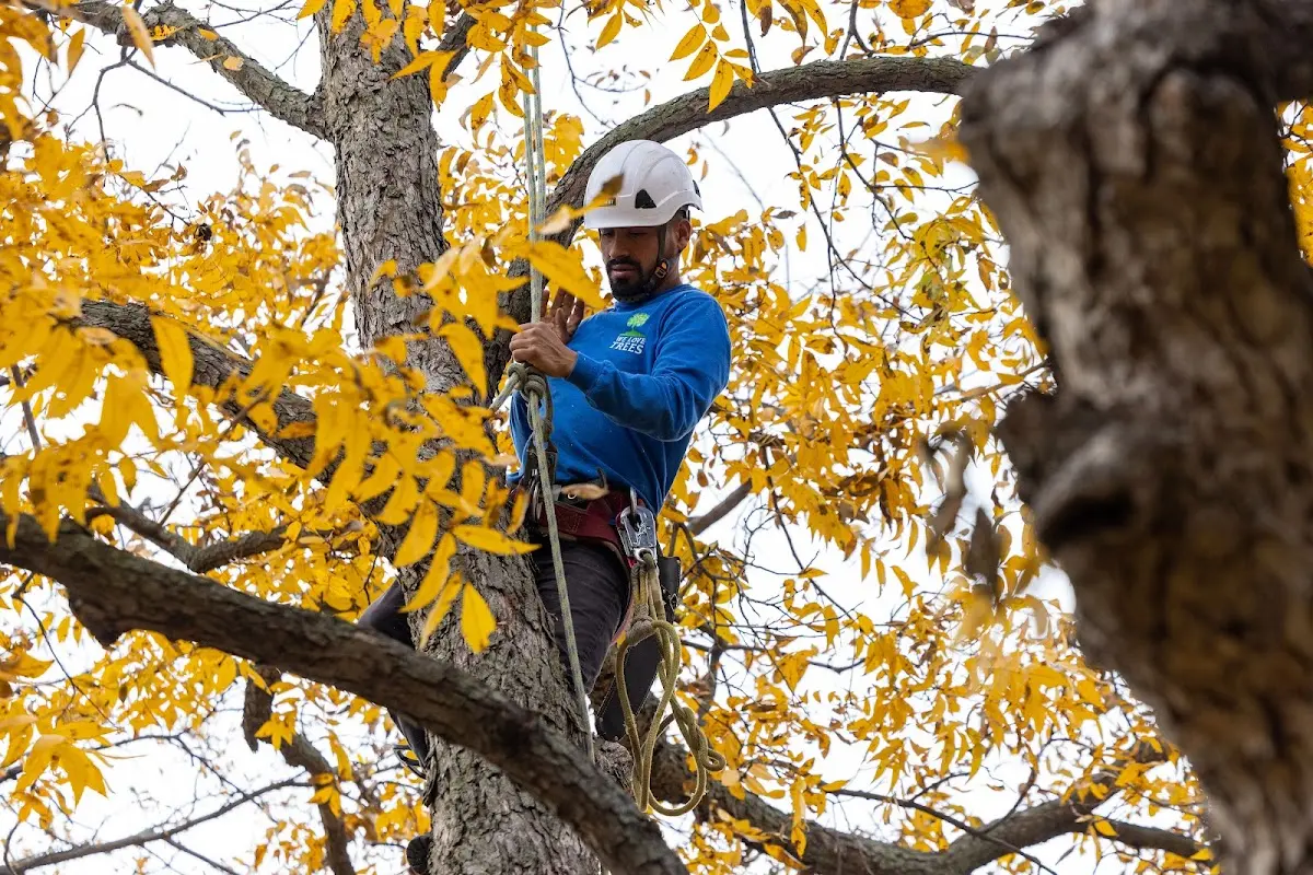 Skilled Storm Damage Cleanup crew working in North Freedom