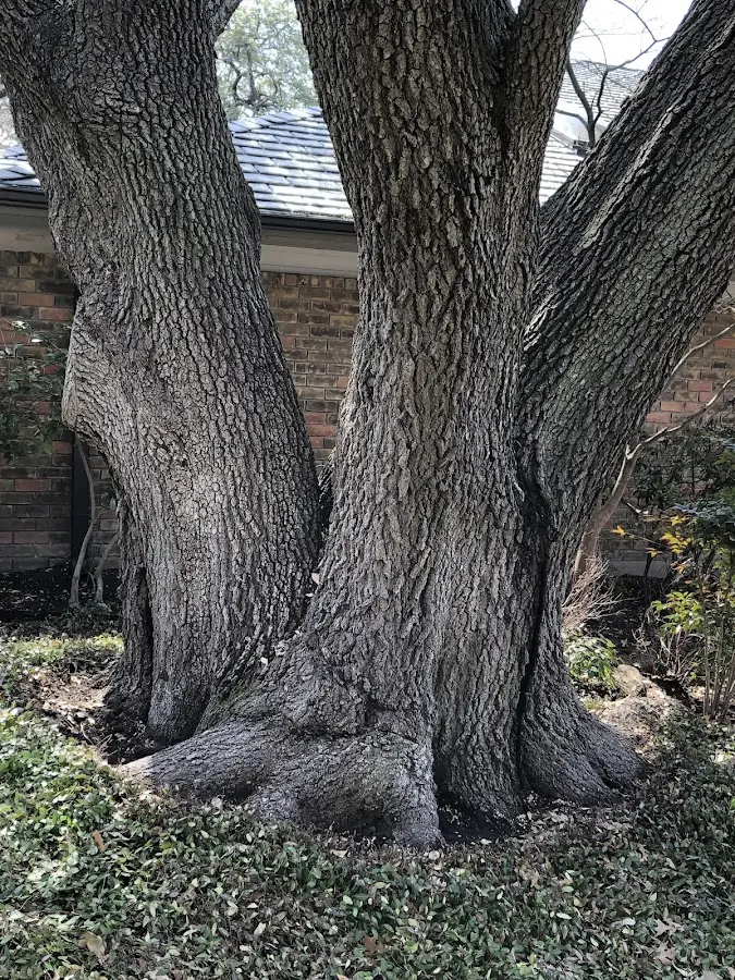 Mature heritage tree close to a North Freedom property cared for by certified arborists